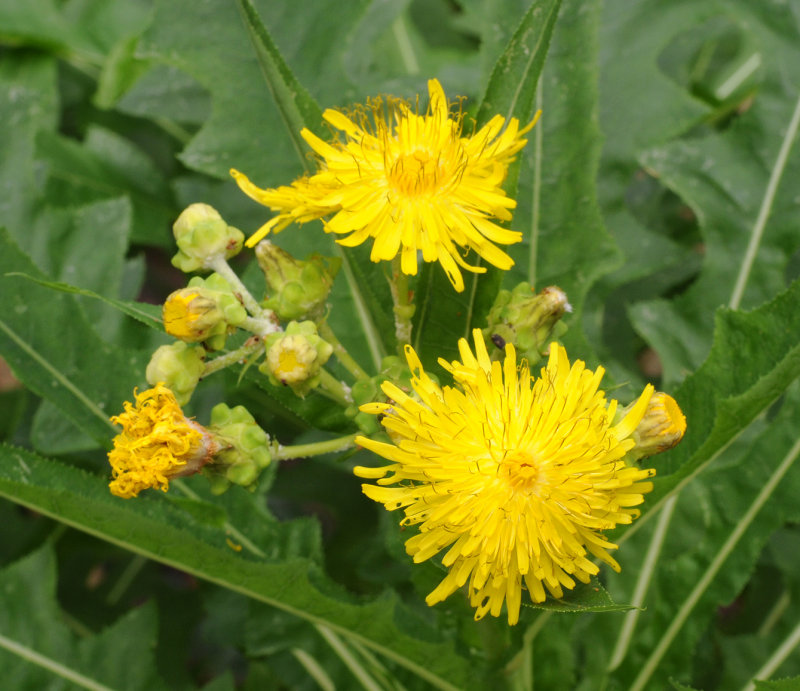 Sonchus congestus. Closer.