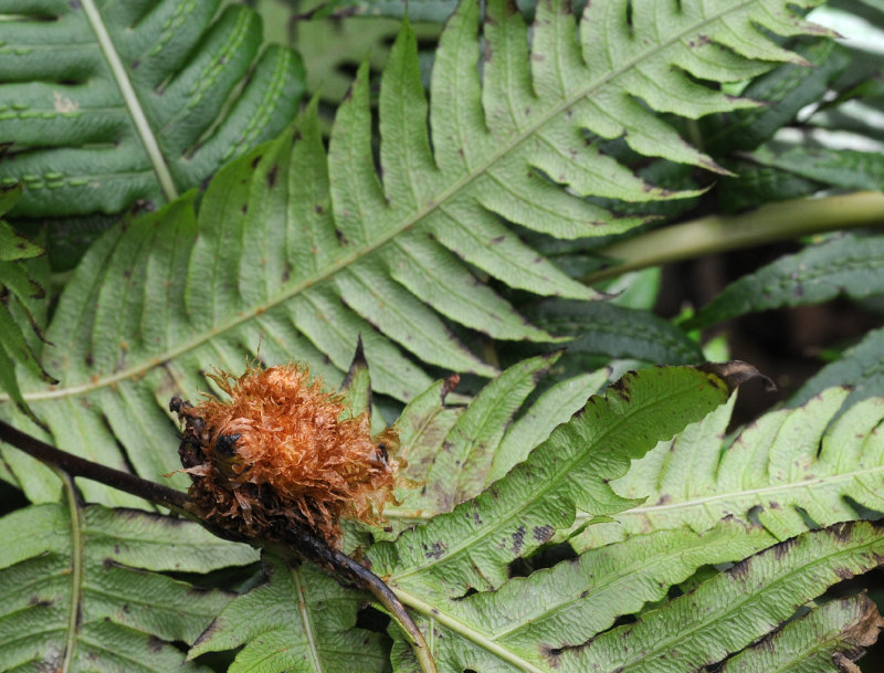 Woodwardia radicans Bulbil.