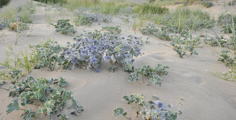 Eryngium maritimum 