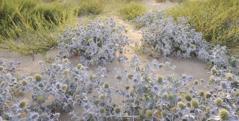 Eryngium maritimum in habitat.