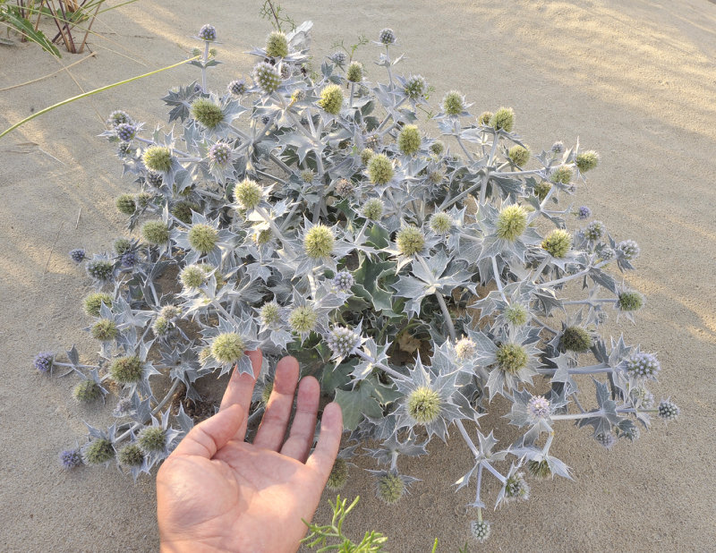Eryngium maritimum. With hand.