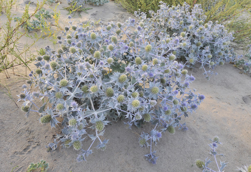 Eryngium maritimum