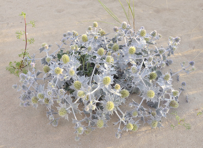 Eryngium maritimum