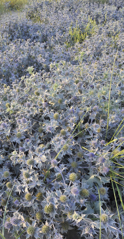 Eryngium maritimum