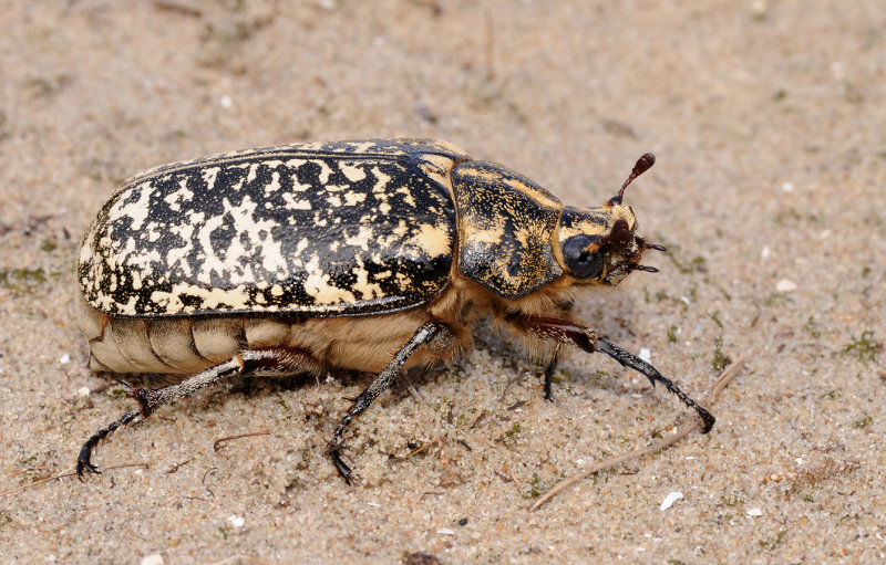 Polyphylla fullo. Female.