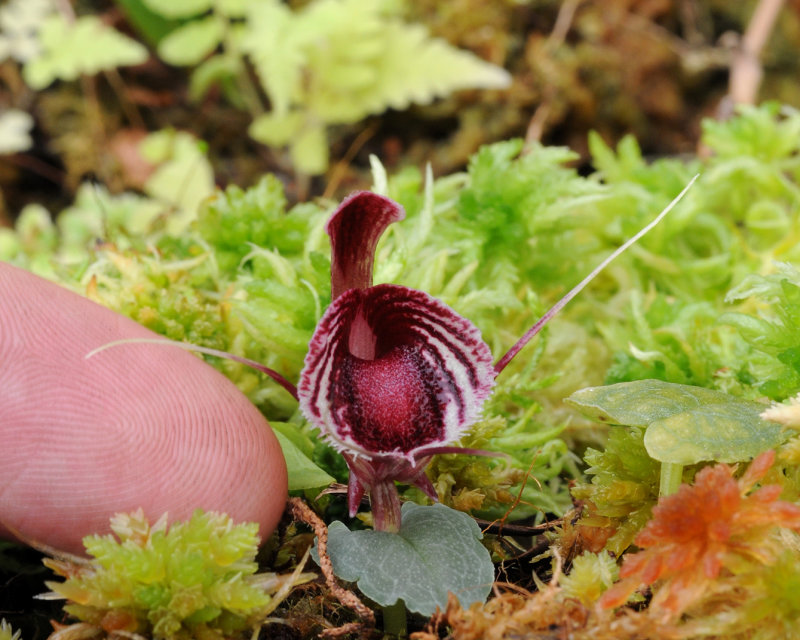 Corybas holttumii. With finger.