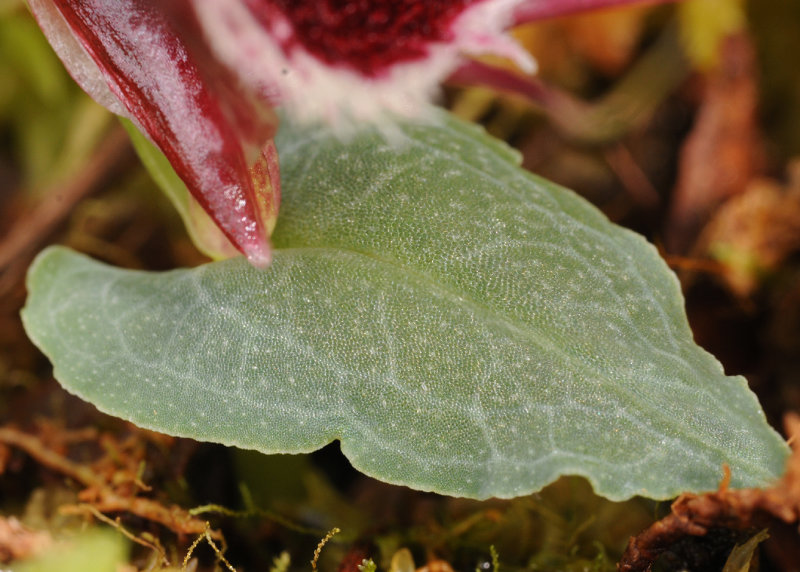 Corybas holttumii. Foliage.