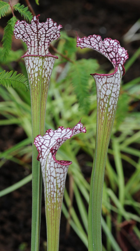 Sarracenia leucophylla