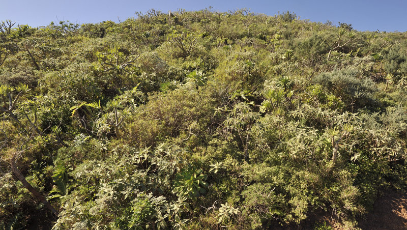 Lowland shrub.