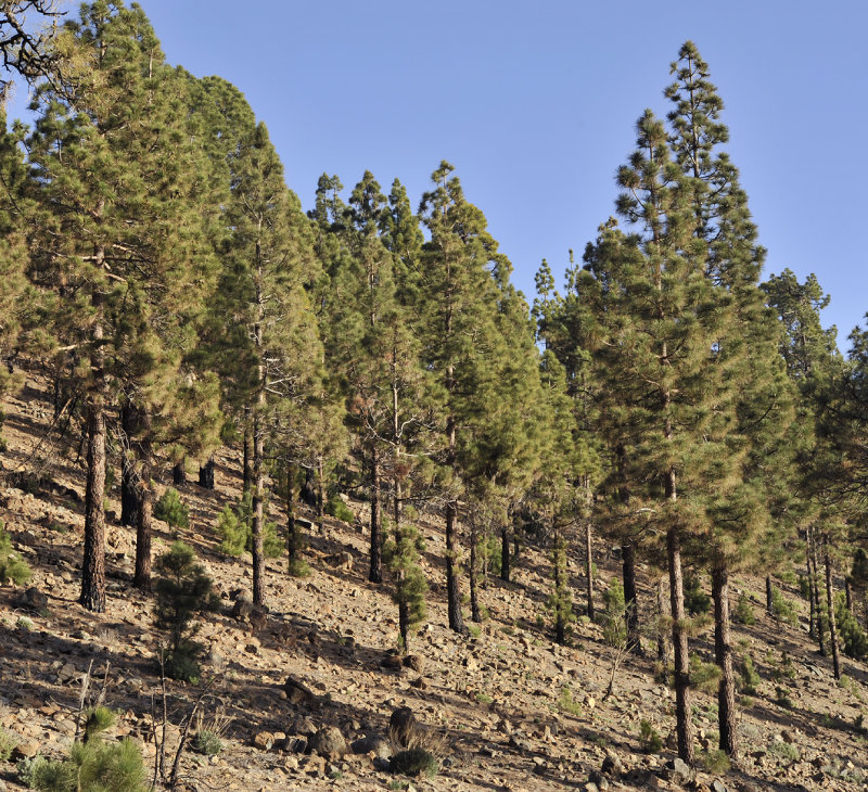 Pinus canariensis