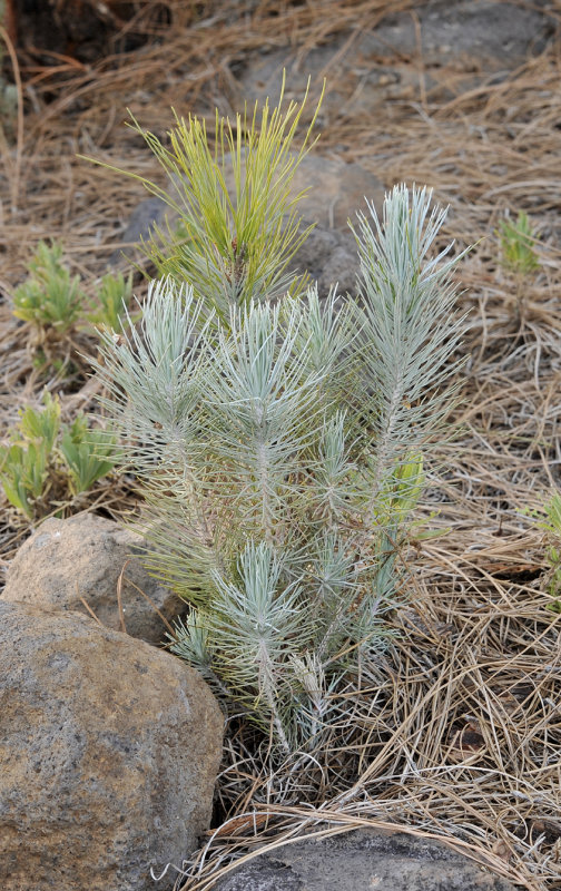 Pinus canariensis. Sapling.