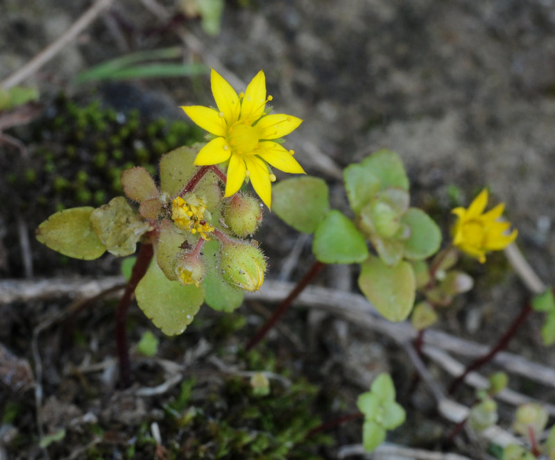 Aichryson punctatum