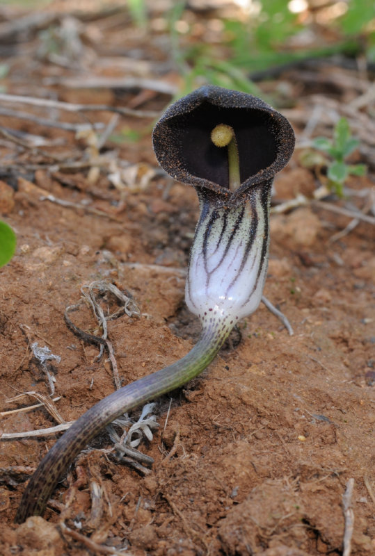 Arisarum simorrhinum. Close-up.