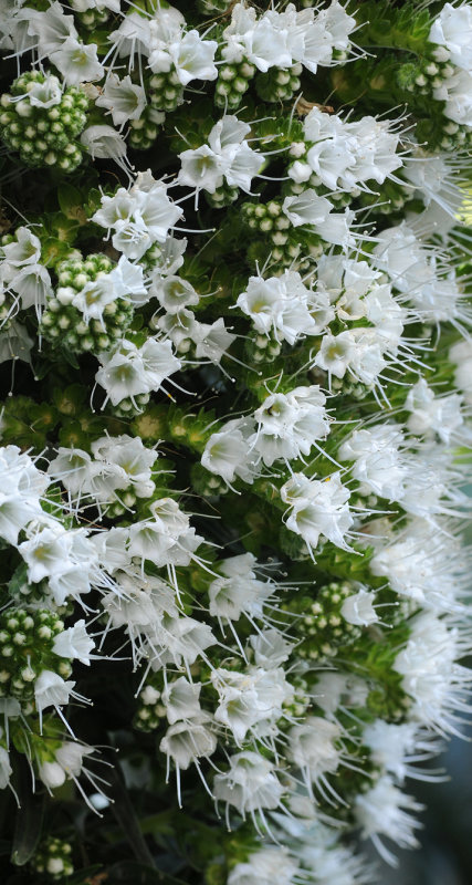 Echium simplex. Closer.