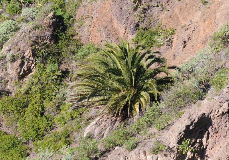 Phoenix canariensis