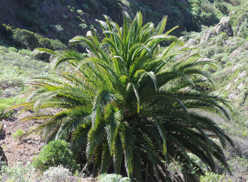 Phoenix canariensis. Crown.