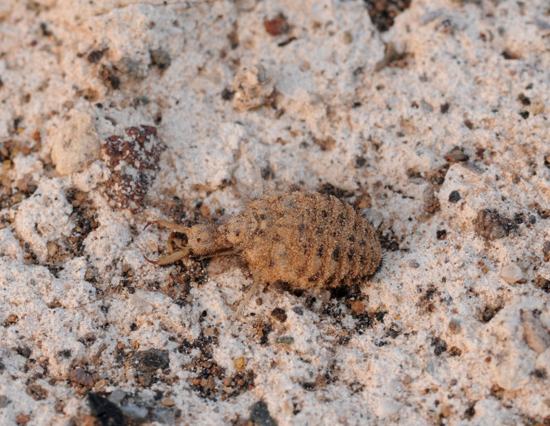 Antlion
