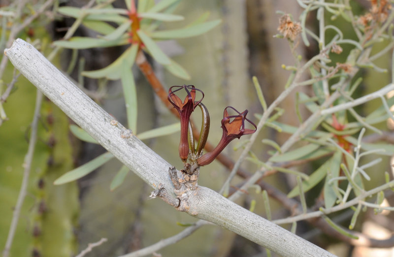 Ceropegia fusca. Closer.