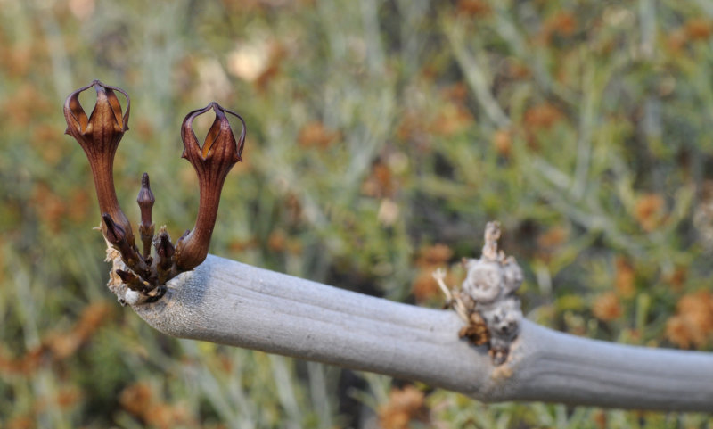 Ceropegia fusca. Closer.