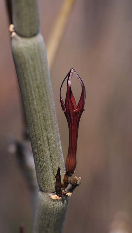 Ceropegia fusca. Closer.
