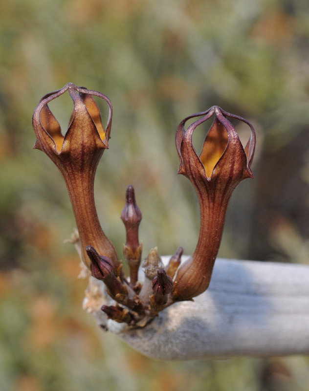 Ceropegia fusca. Close-up.