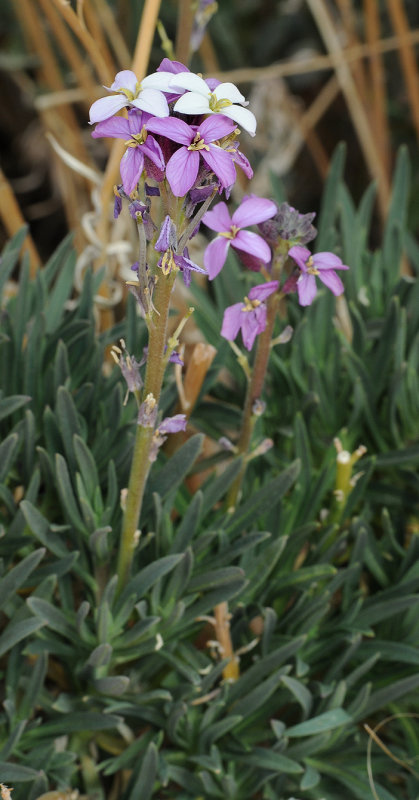 Erysimum scoparium. Closer.