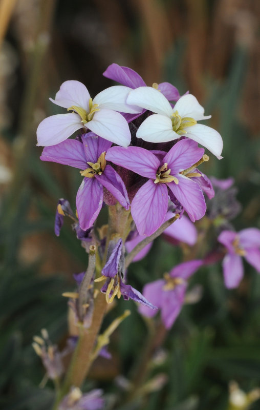 Erysimum scoparium. Close-up.