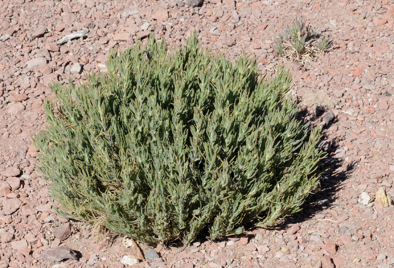 Plantago webbii