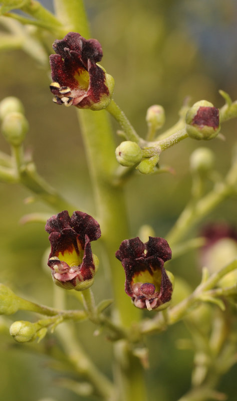 Scrophularia glabrata. Close-up.