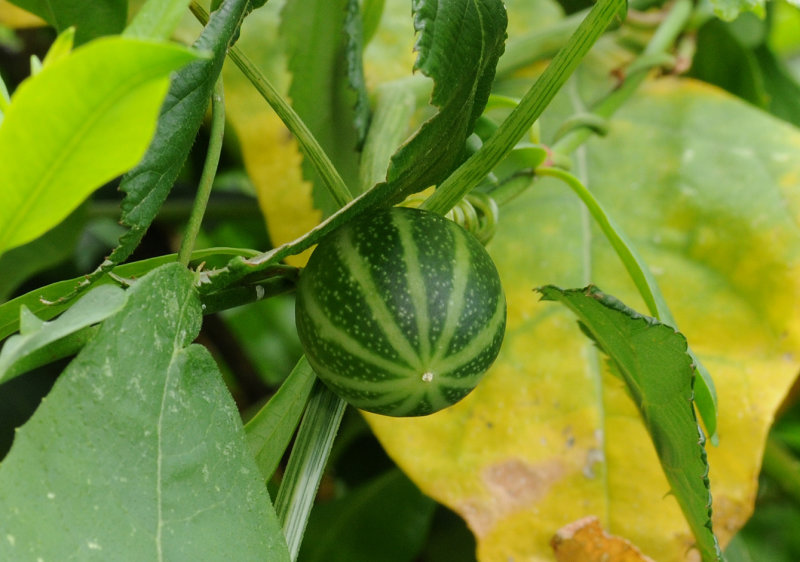 Bryonia verrucosa. Fruit.