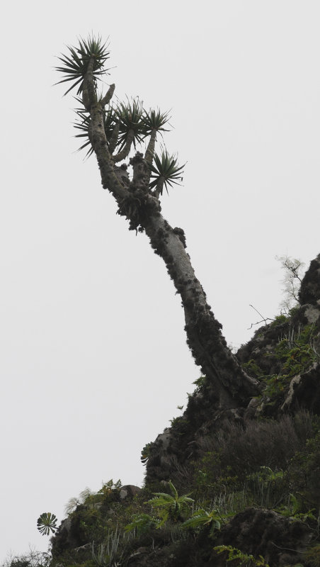 Dracaena draco.3.jpg