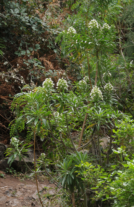 Echium giganteum