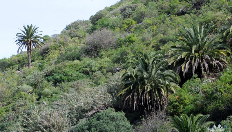 Phoenix canariensis.2.jpg