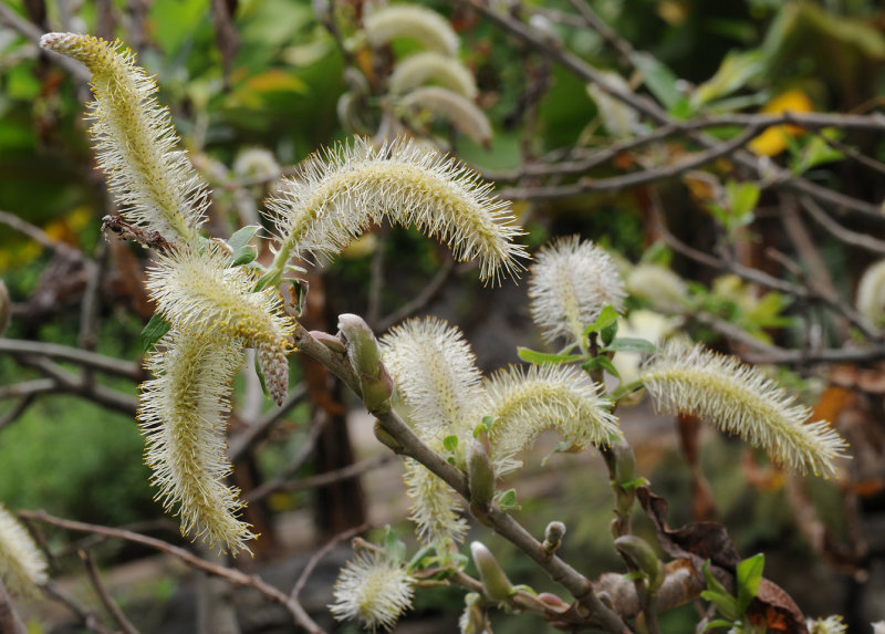 Salix canariensis