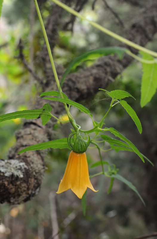Canarina canariensis Yellow form.