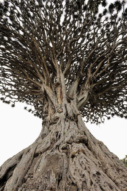 Dracaena draco Icod.2.jpg