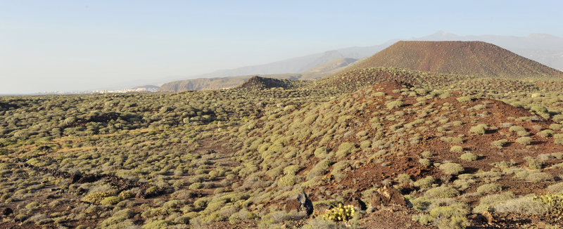 Landscape Palm-Mar.3.jpg