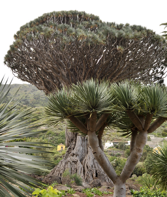 Dracaena draco in Icod.4.jpg