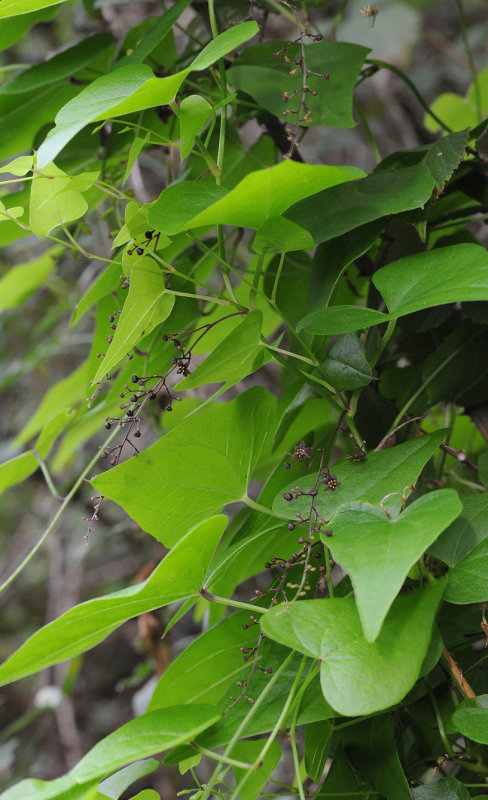 Dioscorea communis