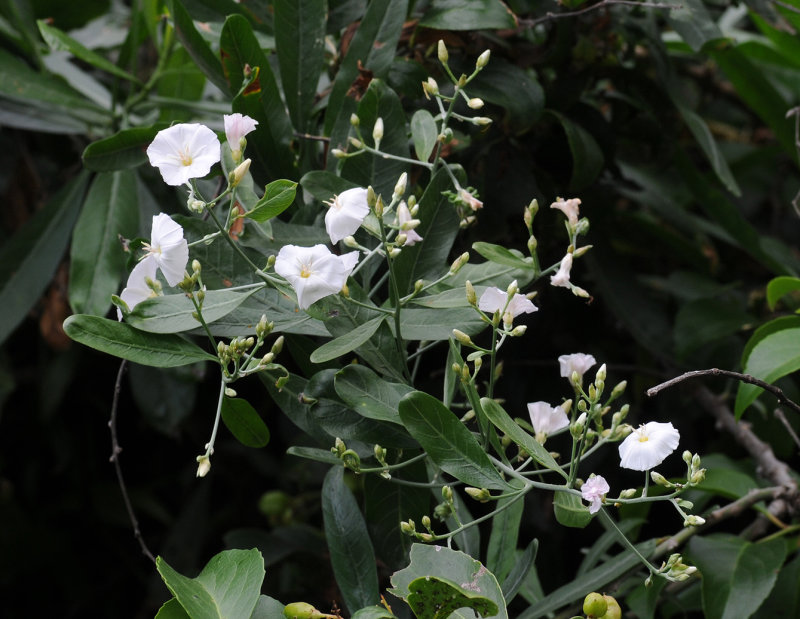 Convovulus floridus. Closer.jpg