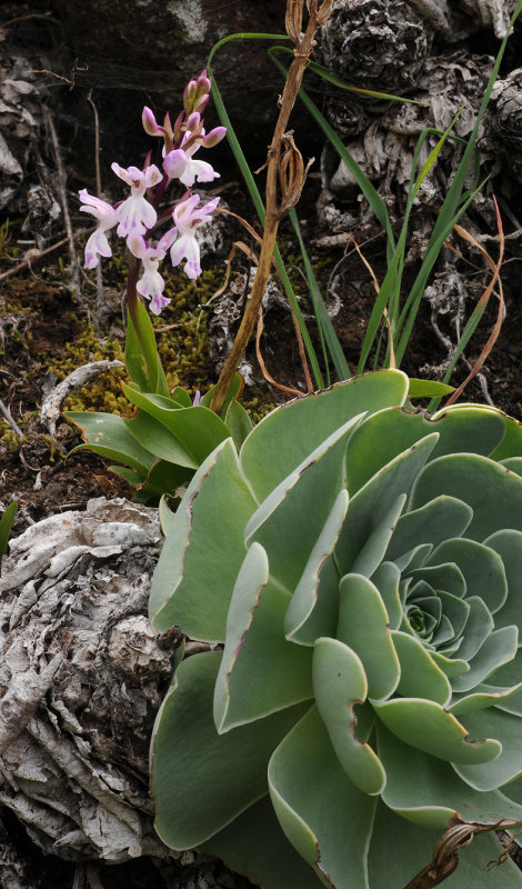 Orchis patens subsp. canariensis