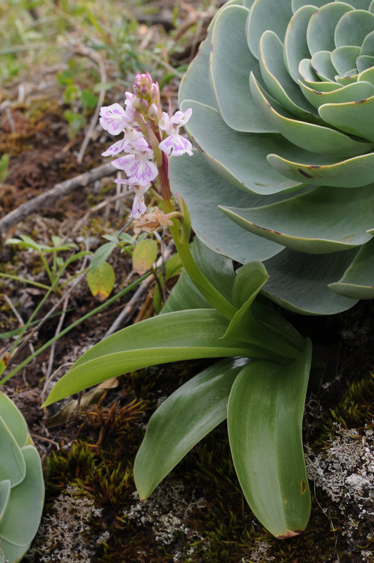 Orchis patens subsp. canariensis