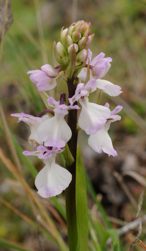 Orchis patens subsp. canariensis. Closer.