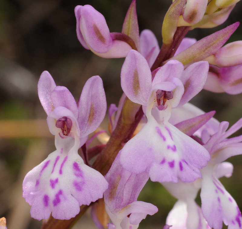 Orchis patens subsp. canariensis. Close-up.