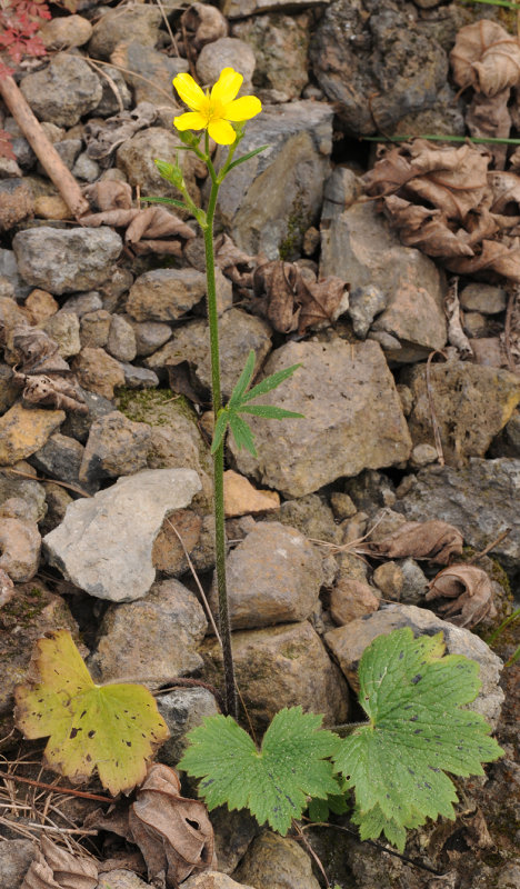 Ranunculus cortusifolius
