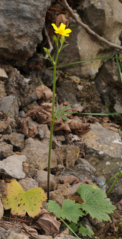 Ranunculus cortusifolius