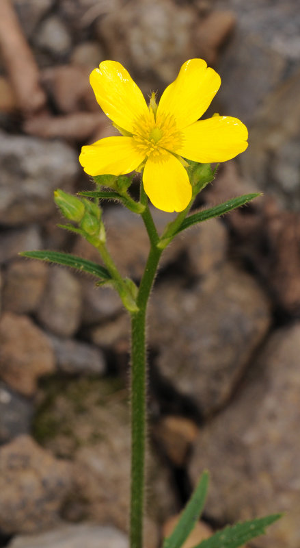 Ranunculus cortusifolius. Closer.