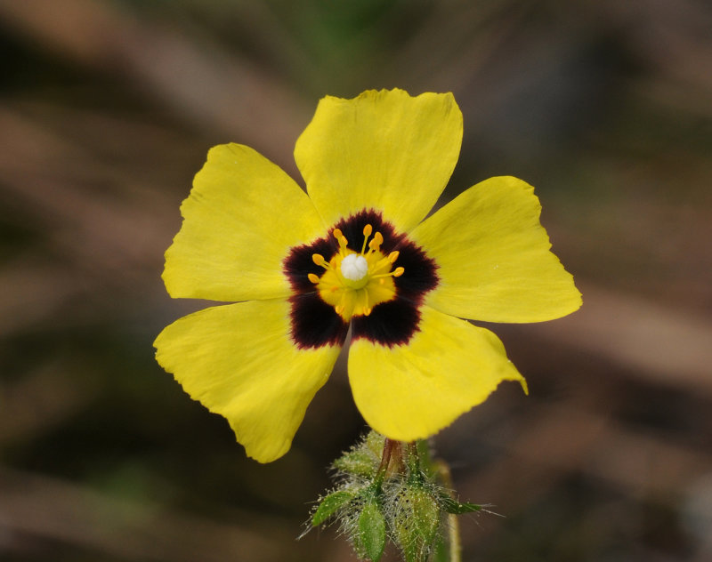 Tuberaria guttata. Close-up