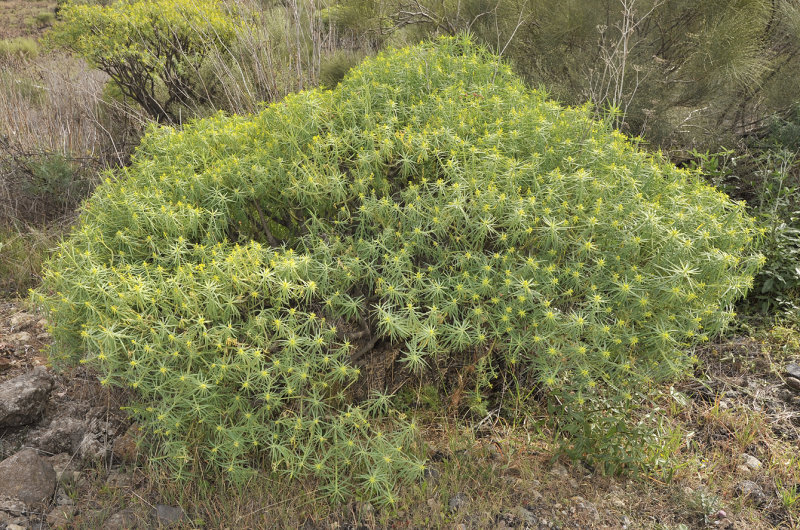 Euphorbia lamarckii