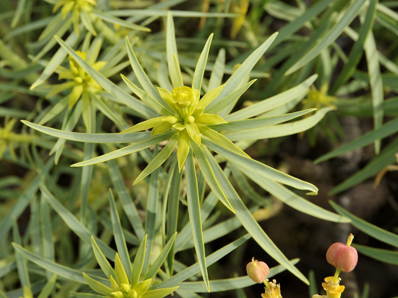 Euphorbia lamarckii. Close-up.